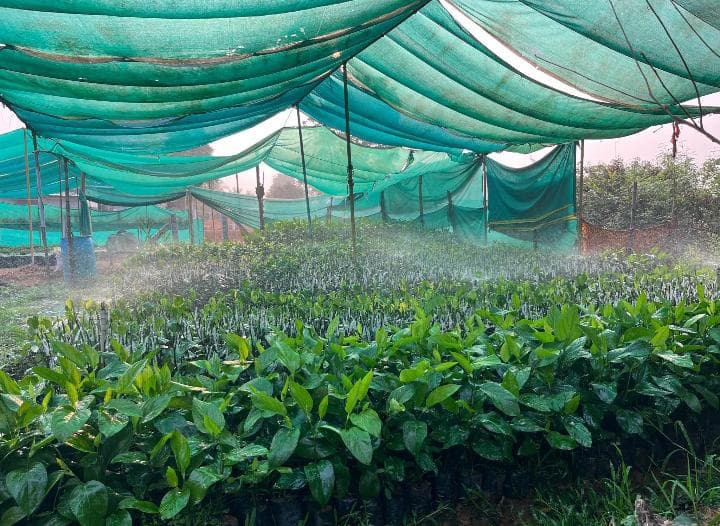 Grafted black pepper for sale karnataka image