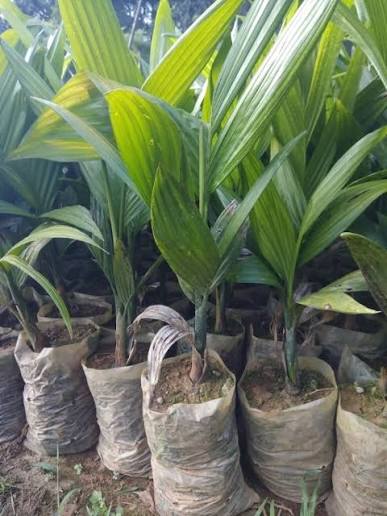 Adike plant available karnataka image