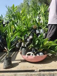 Adike plant available karnataka image