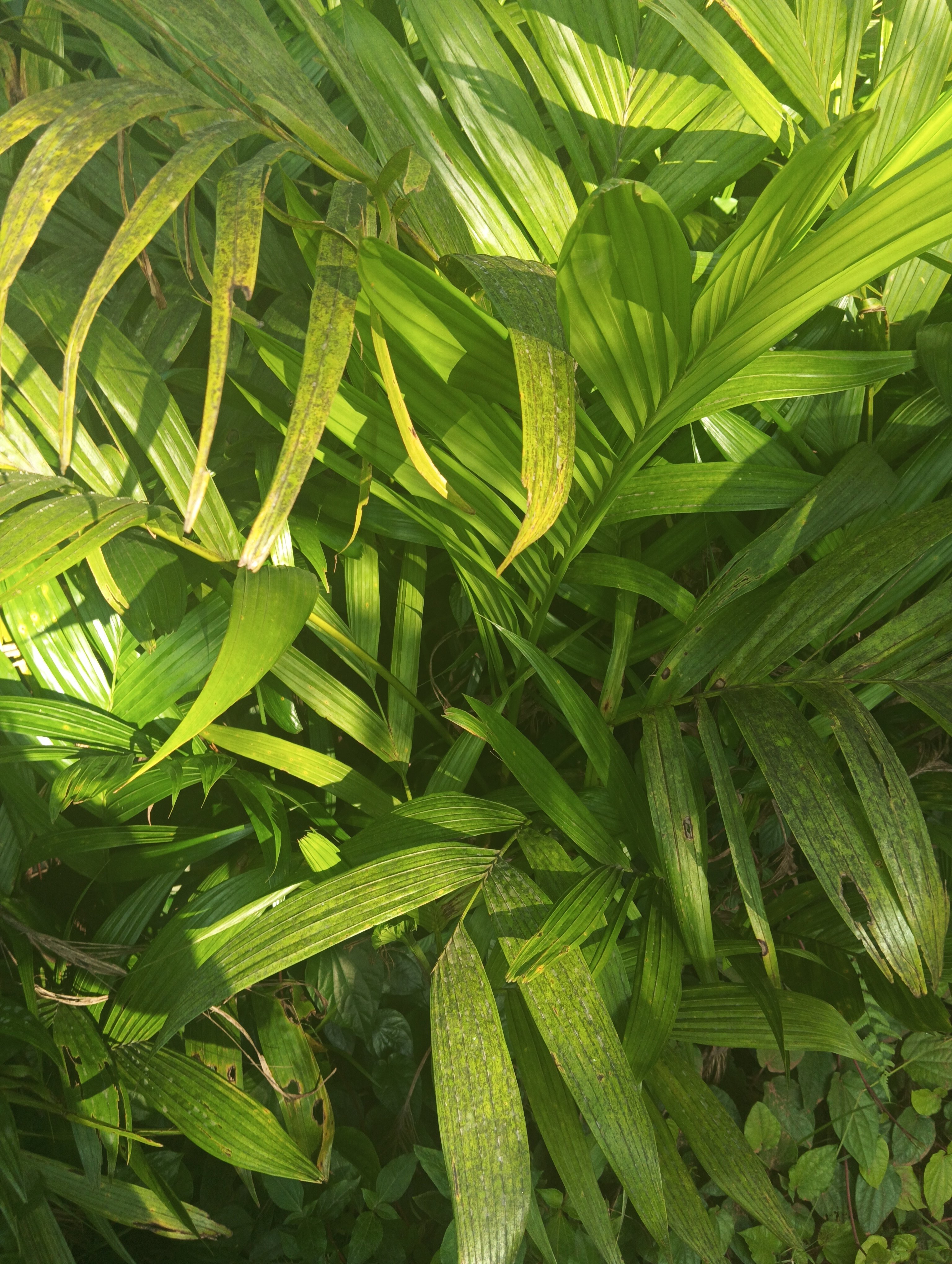 Areca nut plant malnadu