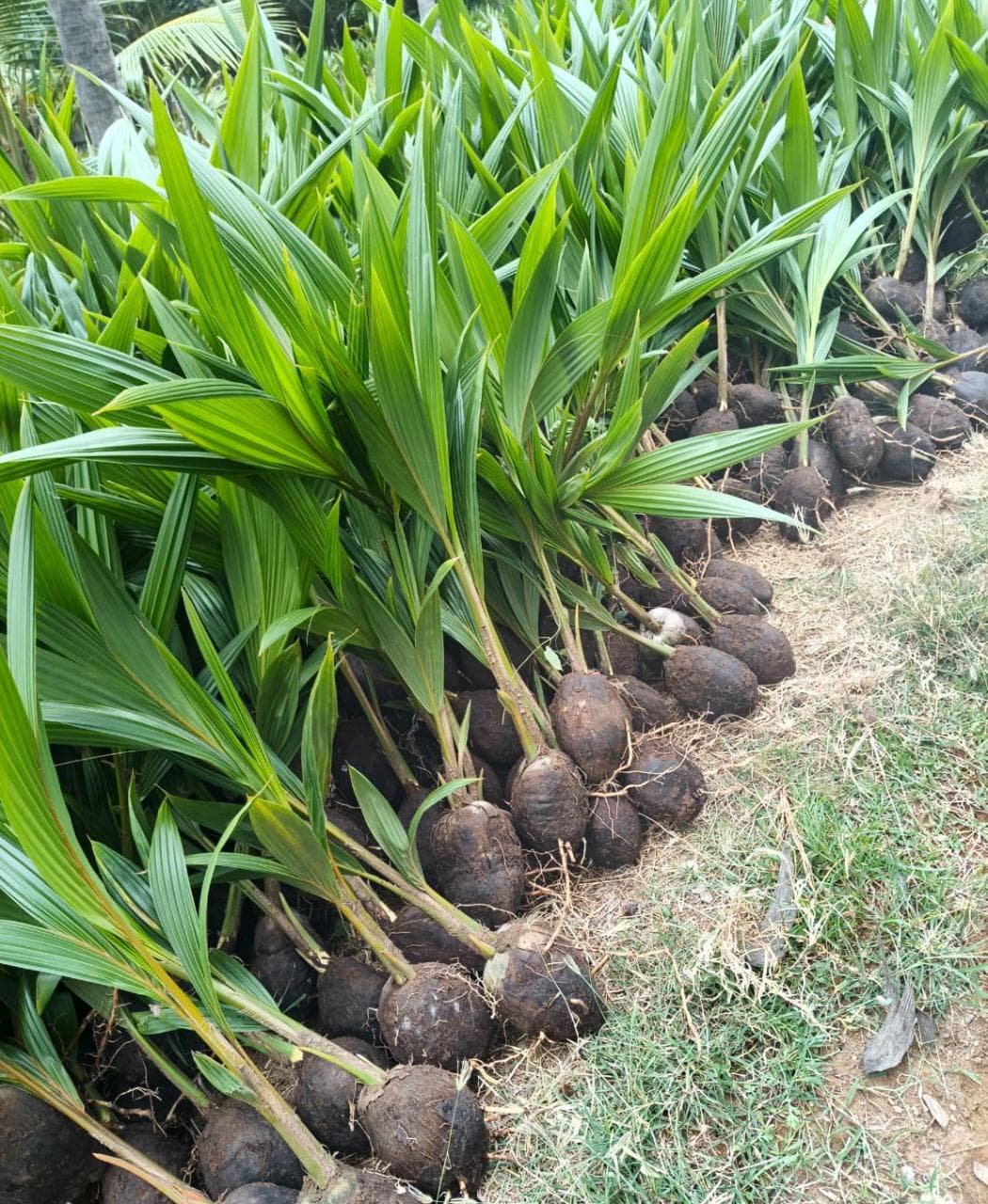 Premium High-Yield Hybrid Coconut Saplings – Ready for Planting!
