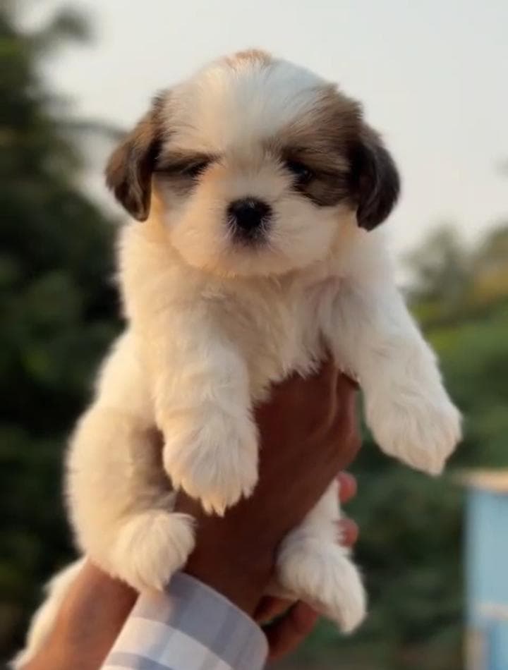 Quality Shitzu puppy karnataka image
