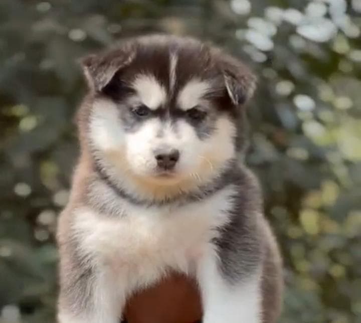Dog Wooly Coat male karnataka image
