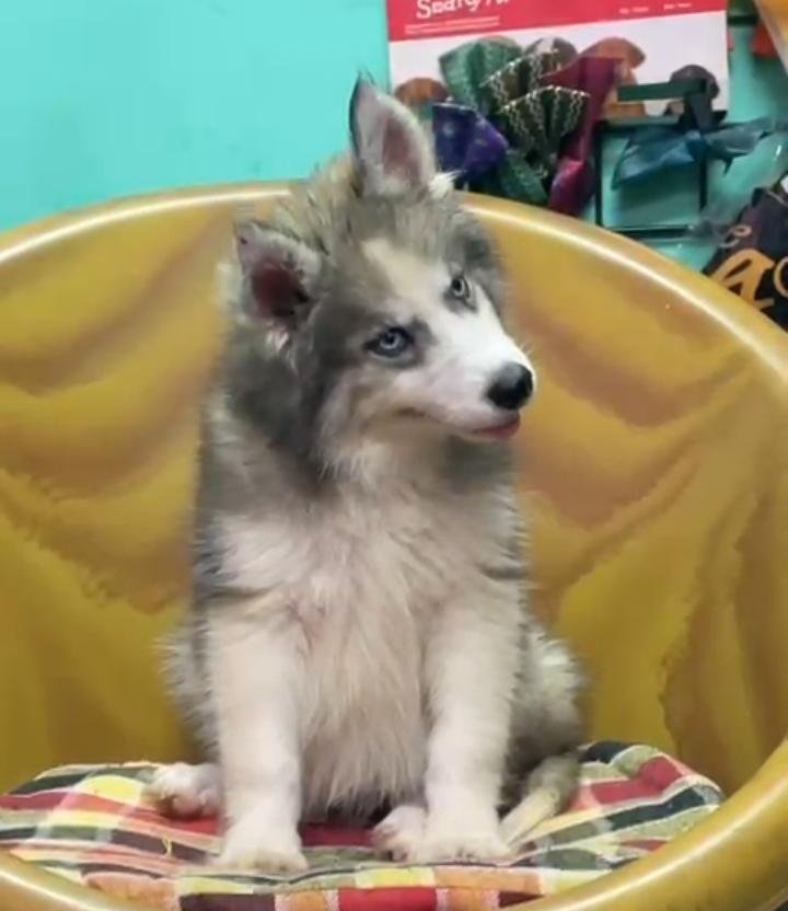 Male Husky Dog Puppy in Bangalore – Ready for New Home image