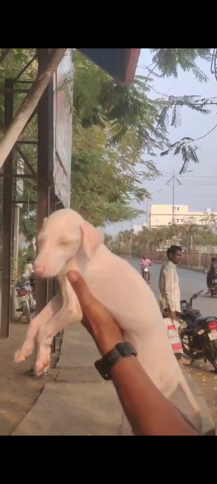 Dog Mudhol male near teerthahalli image