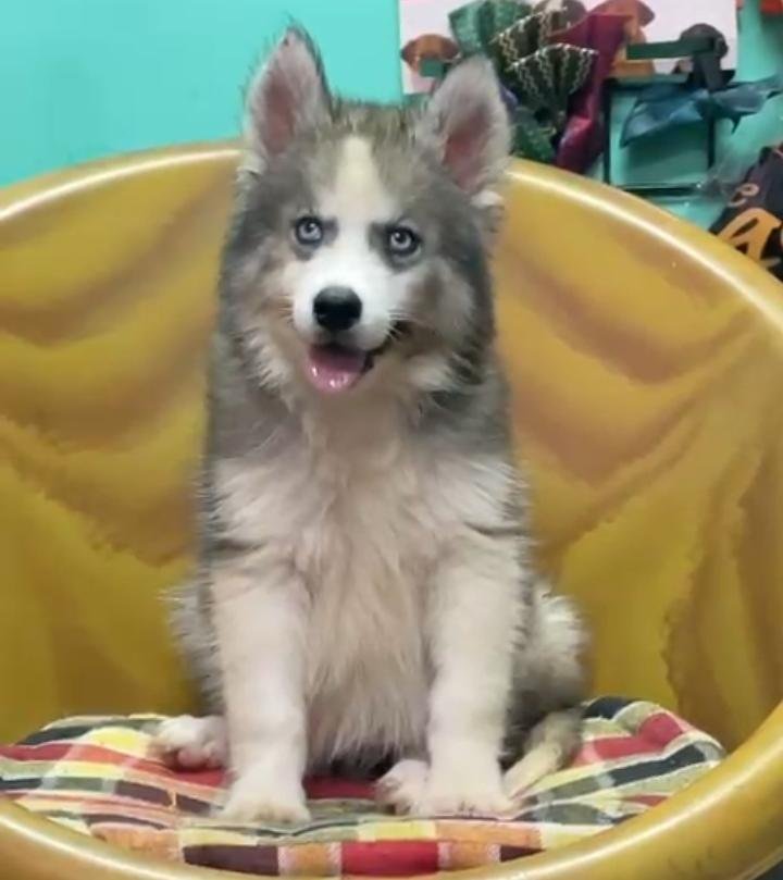 Male Husky Dog Puppy in Bangalore – Ready for New Home
