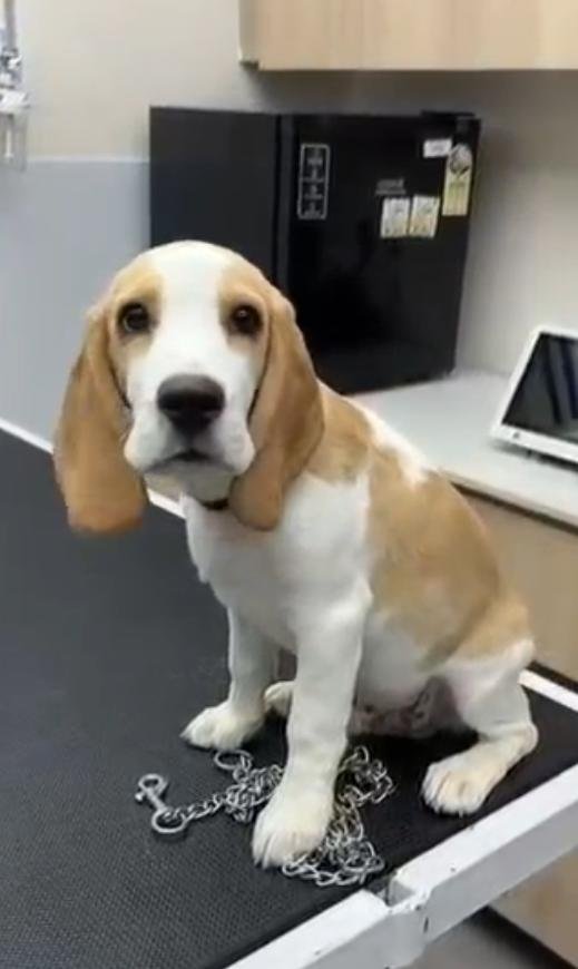 Beagle Puppy for Sale in Bangalore – Vaccinated with Complete Vaccine Records