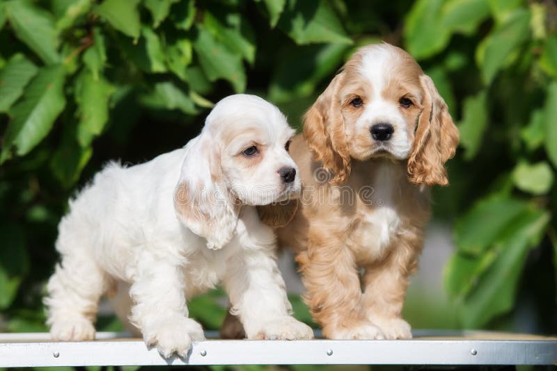 Cocker spaniel male image