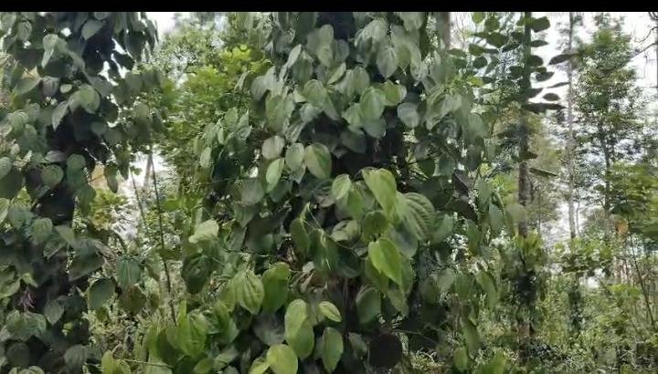 10 Acre Coffee Estate for Sale near Bikkodu, Belur (Hassan District) image