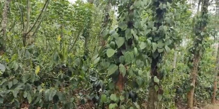 10 Acre Coffee Estate for Sale near Bikkodu, Belur (Hassan District) image