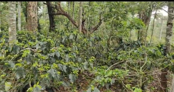 10 Acre Coffee Estate for Sale near Bikkodu, Belur (Hassan District) image