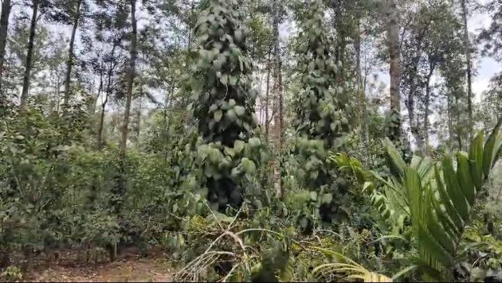 10 Acre Coffee Estate for Sale near Bikkodu, Belur (Hassan District)